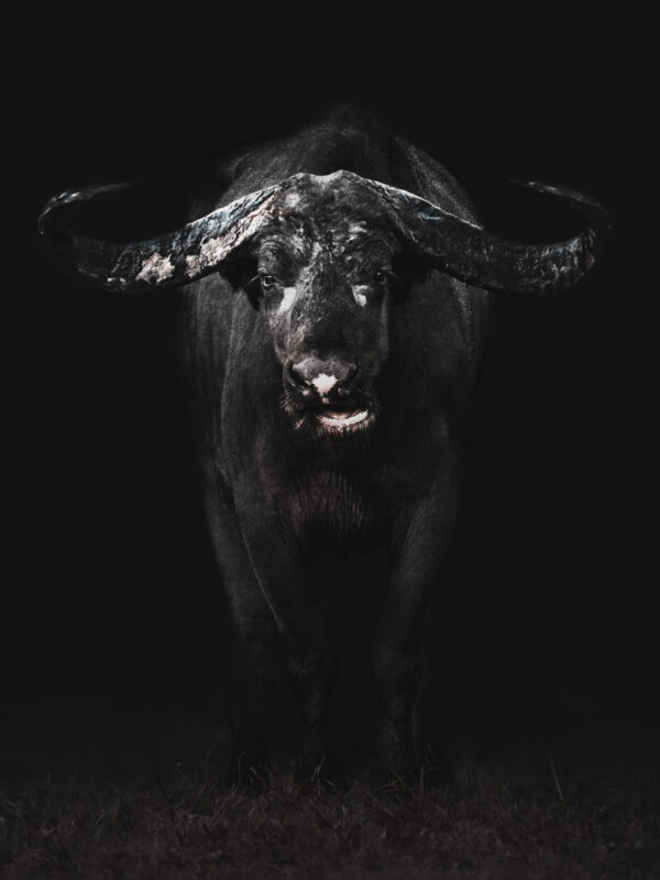 african buffalo dark