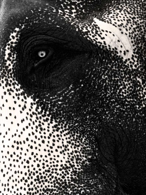 Elephant Eye Dark