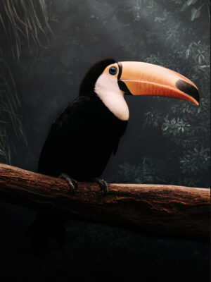 Toucan on branch
