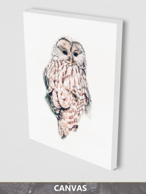 Light Owl canvas display 1
