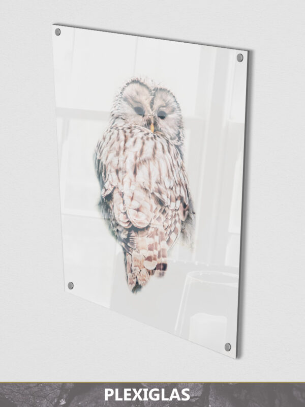 Light Owl plexiglas display 1