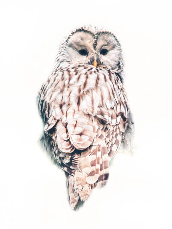 owl on white background