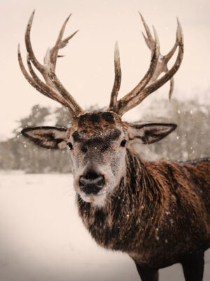 Deer in Snow poster