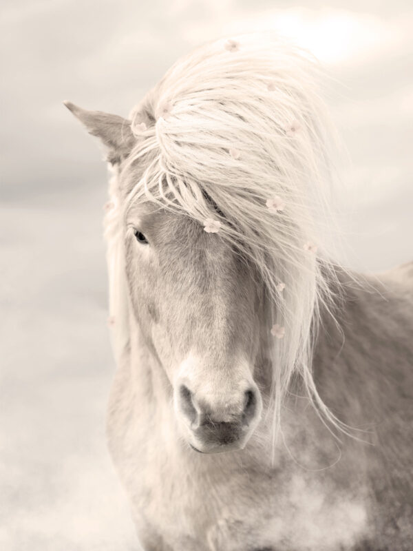 Poster paard bloemen