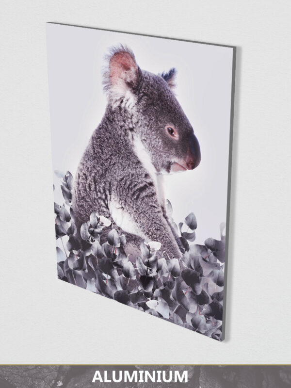 Koala white background aluminium display