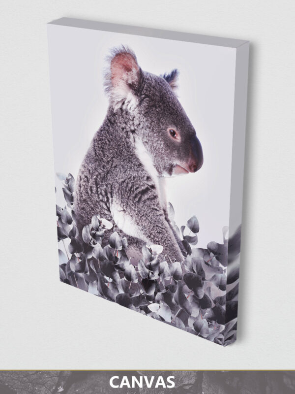 Koala white background canvas display
