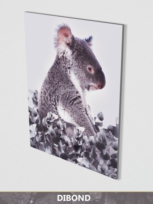 Koala white background dibond display