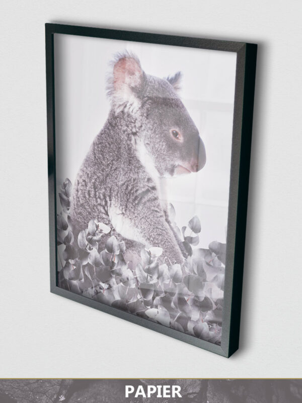 Koala white background papier display
