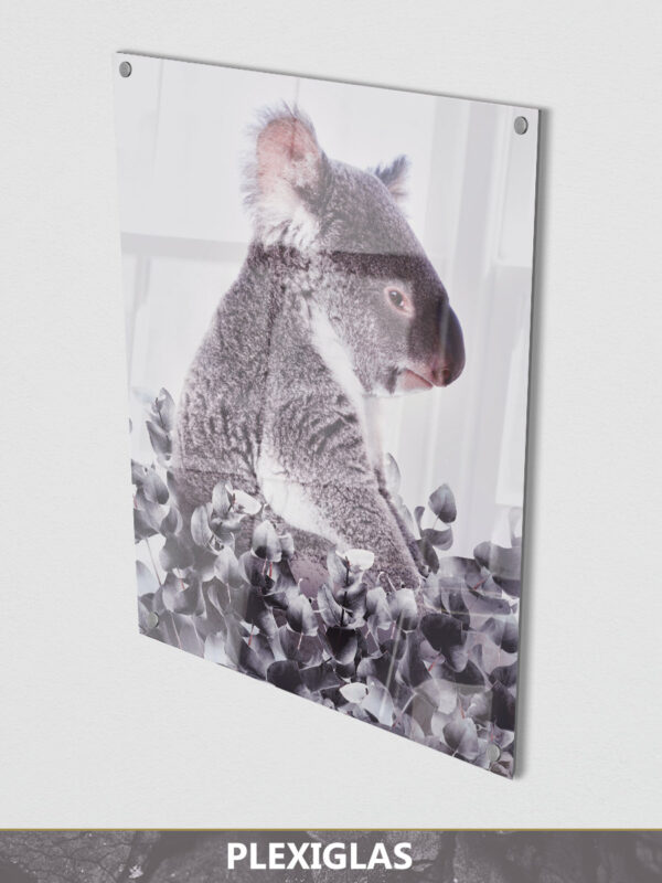 Koala white background plexiglas display