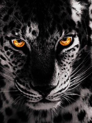 Jaguar Golden Eyes Dark