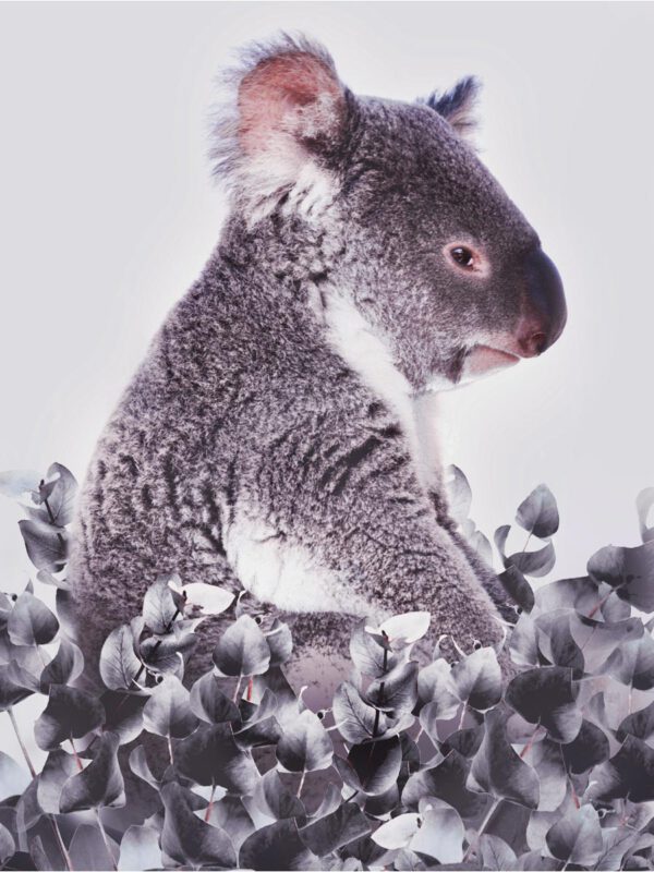 Koala Eucalyptus