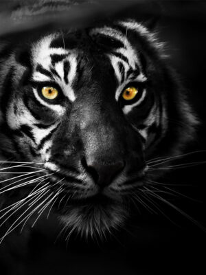 Tiger Golden Eyes Dark Poster