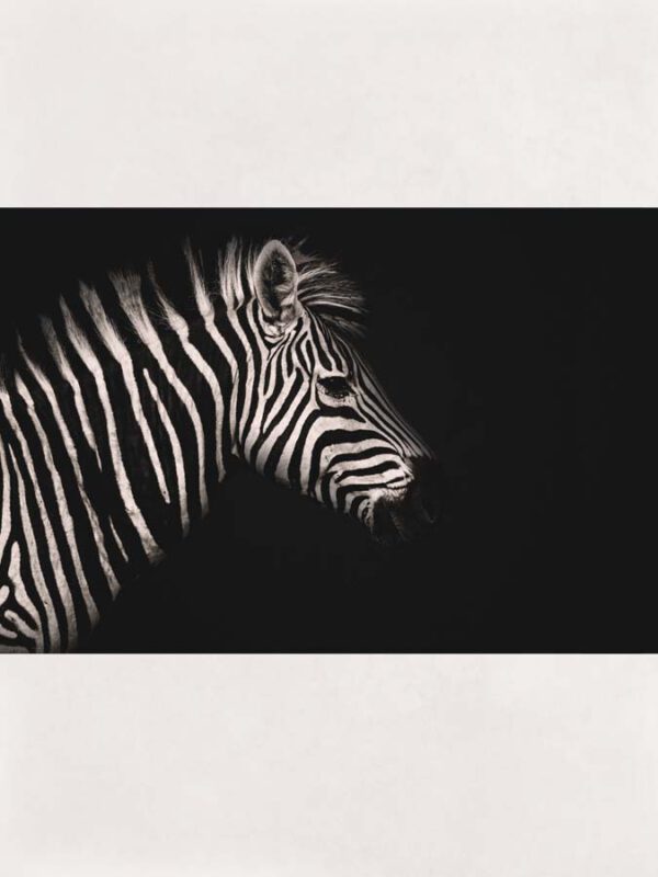 Poster zebra zwart wit donkere achtergrond