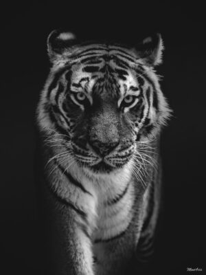 poster tiger dark